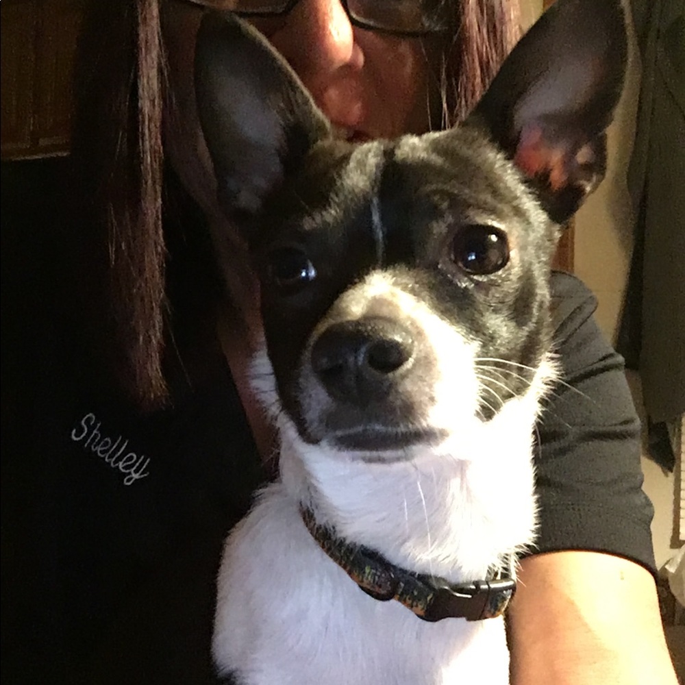 My little guy JUJU🐾🐾🐾🐾